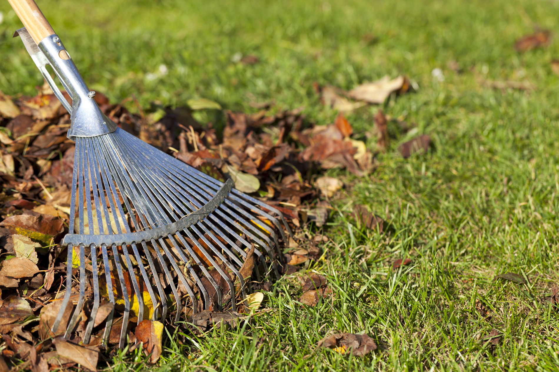 pile of brown leaves being raked on the grass